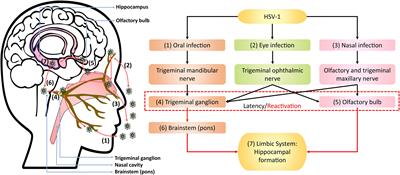 Frontiers The Hippocampal Vulnerability to Herpes Simplex Virus